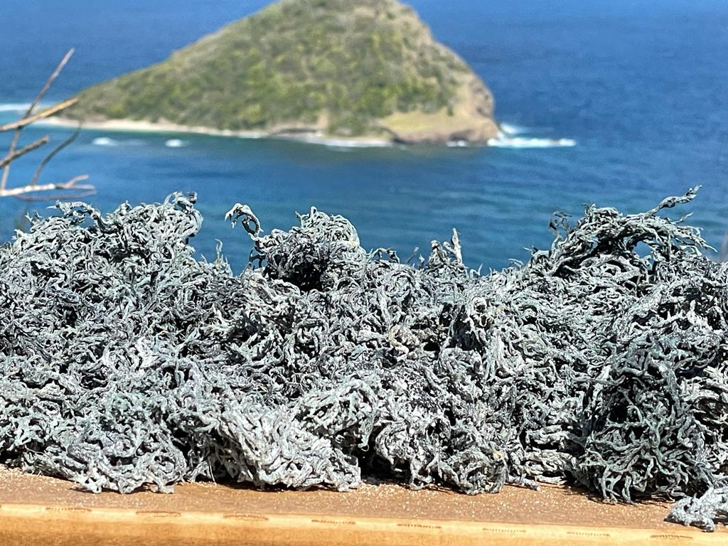 Green Seamoss - Wholesale-3